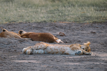 wild Animals - Safari - Big five - Afrika	