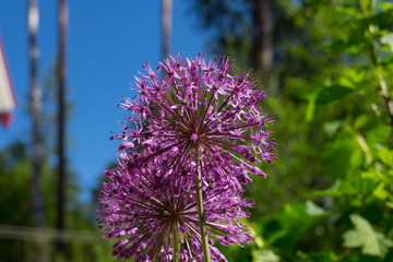 Decorative bow (Allium) in the form of a ball on a background of leaves and blue sky...