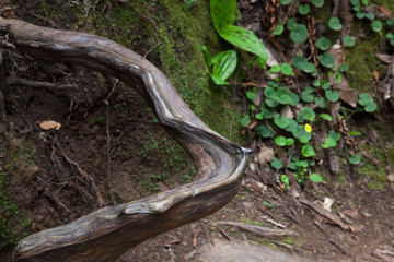 Abstraction in Redwood Trees