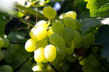 green grapes on the vine
