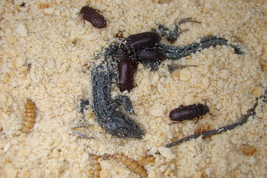 mealworms (Larvae and Adult)
Insects : meal worms eating lizard carcass . superworms
larva, larvae  Stages of the meal worm  - the life cycle of a mealworm, super worm , superworms, super worms