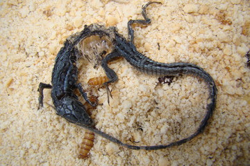 Mealworms eating lizard carcass .
mealworm - superworm | larva  Stages of the meal worm  - the life cycle of a mealworm - meal worm  ,  meal worms , super worm , superworms
insects, insect, bugs, bug