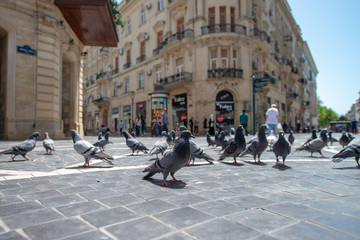 Baku, Azerbaijan – April 29, 2020: Pigeons on the pavement of Nizami street in the center of Baku, Azerbaijan.  Pigeons in urban environment.