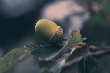 Eichel am Baum Nahaufnahme natürlich © Gisela