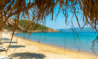 Fototapeta na wymiar palm trees on the beach on a sunny summer day