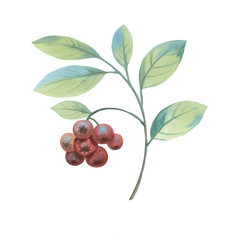 Isolated branch with berries and mines against white background. A bunch of mountain ash. Graceful leaves and berries painted in watercolor. Botanical drawing.