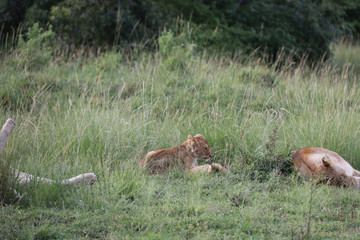 Lion looking after baby cubs in east Africa bushland 