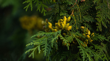 evergreen Christmas tree with small yellow cones