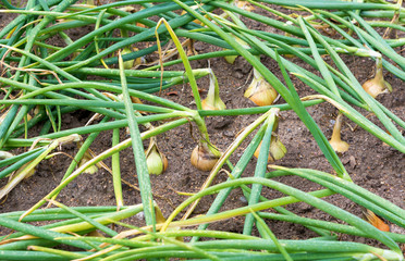 Onion harvest on the field. Ripe onion.