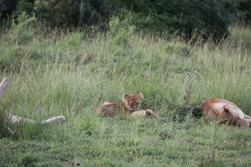 Lion looking after baby cubs in east Africa bushland 