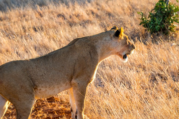 wild Animals - Safari - Big five - Afrika	