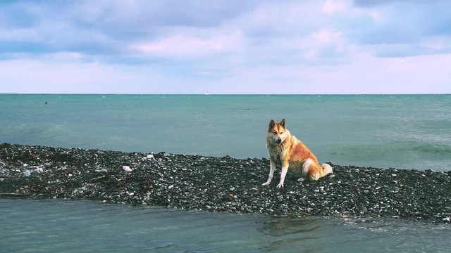 A lonely stray dog Shiba Inu sits thoughtfully on the shore of a rough sea
