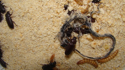 mealworm ; life cycle of a mealworm (Larva and Adult)
Meal worms eating lizard carcass .
mealworm - superworm | larva  Stages of the meal worm  - the life cycle of a mealworm  ,  meal worms , larvae