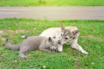 Obraz premium British shorthair cat and dog lying together on the grass. pet friends. togetherness and friendship. a dog sniffs cat's ear. playful domestic animals.