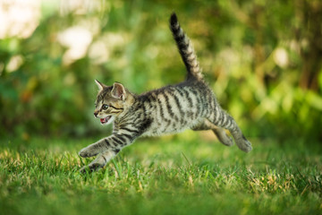 Kitten running in a meadow