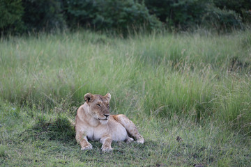 Lion looking after baby cubs in east Africa bushland 