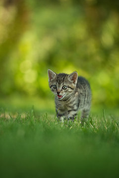 Kitten running in a meadow