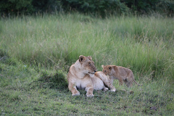 Lion looking after baby cubs in east Africa bushland 