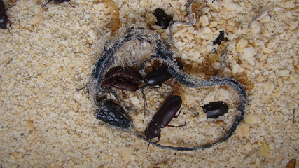 mealworm ; life cycle of a mealworm (Larva and Adult)
Meal worms eating lizard carcass .
mealworm - superworm | larva  Stages of the meal worm  - the life cycle of a mealworm  ,  meal worms , larvae