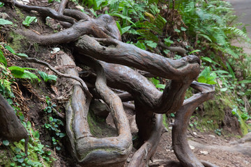 Abstraction in Redwood Trees