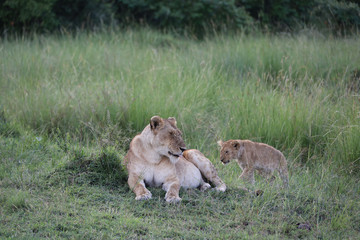 Lion looking after baby cubs in east Africa bushland 