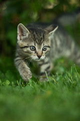 Naklejka na ściany i meble Kitten walking in a meadow