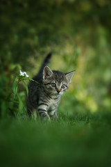 Kitten running in a meadow © DoraZett