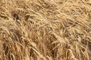 Field of barley and sunny summer day.