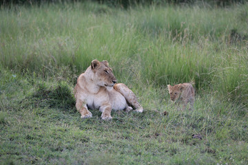 Lion looking after baby cubs in east Africa bushland 