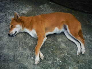 Naklejka na ściany i meble SLEEPING DOG IN NEPAL