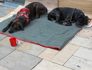 chien labrador
