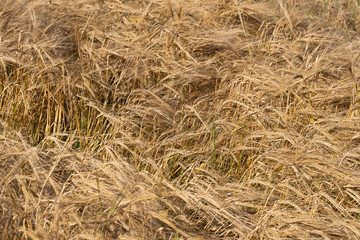Ripe Barley at field on summer day.