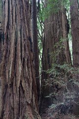 California Coastal Redwood trees