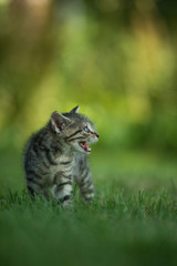 Naklejka na ściany i meble Kitten running in a meadow