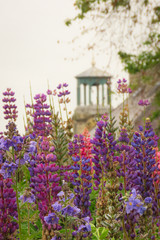 Obraz premium Purple lupin flowers with old building in the background