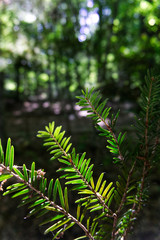 Ramoscello di un albero su sfondo sfocato