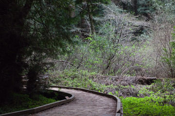 Obraz premium Path among the redwood trees