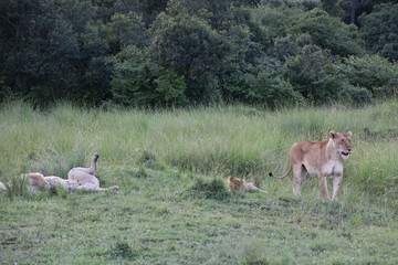 Lion looking after baby cubs in east Africa bushland 