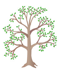 Large, summer tree with green leaves - vector full color illustration. Tall light tree is a plant.