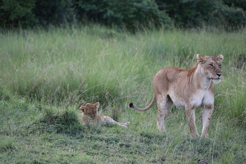 Naklejka na ściany i meble Lion looking after baby cubs in east Africa bushland 