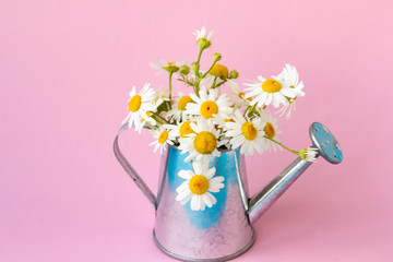 Beautiful bouquet of white chamomile flowers in a tin watering can on a pink background. Copy space. Summer composition with flowers