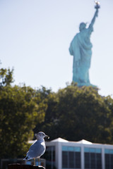 Statue of liberty seagull