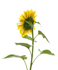 Beautiful bright blooming sunflower isolated on white