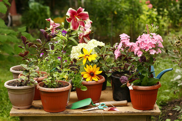 Fototapeta na wymiar red lily , phloxes hydrangea flowers pot plants on green summer garden background