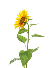 Beautiful bright blooming sunflower isolated on white