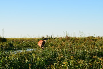 Natureza selvagem