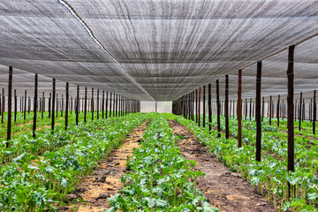 Chomolia plant