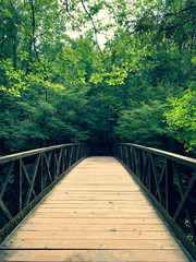 Obraz premium Wooden Walkway in the trees