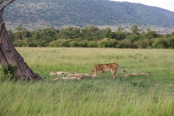 Lion looking after baby cubs in east Africa bushland 