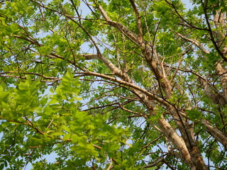 Branches of Dolichandrone serrulata (Wall. ex DC.) Seem tree, or so called Care Na in Thailand in evening sunlight